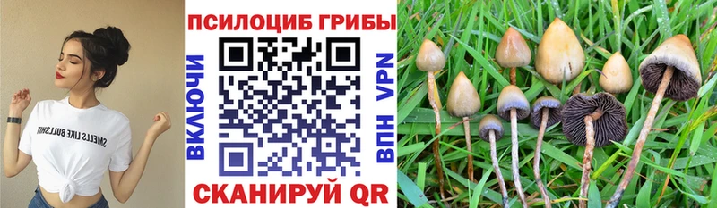 где купить   Вязники  Псилоцибиновые грибы мицелий 